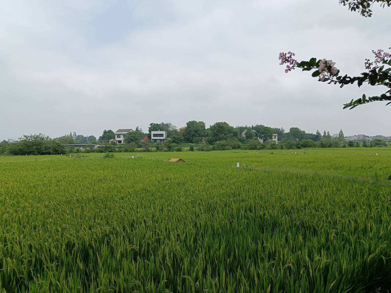 石首"鸭+蛙+稻"一种两收绿色种植技术荣获省级大赛二等奖